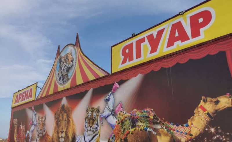 цирк арена ягуар в Балаково