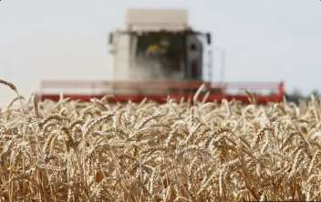 Рекордный урожай пшеницы в Саратовской области