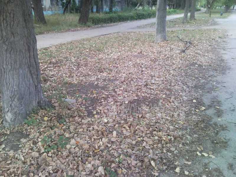 Опавшая листва